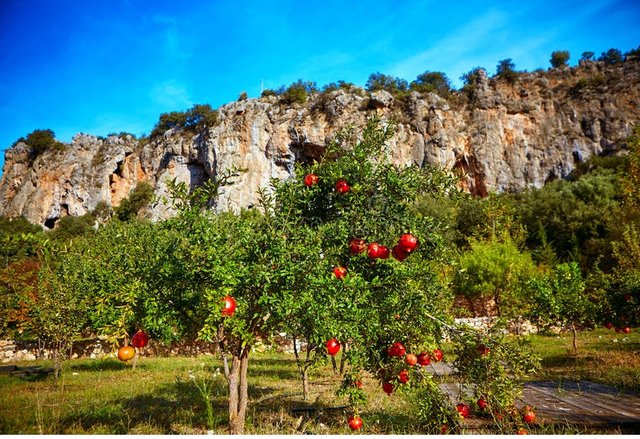 pomegranate-orchard-ripe-pomegranates-hanging-tree-against-rocky-wall-48300126.jpg