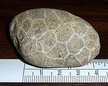 round petoskey stone.jpg