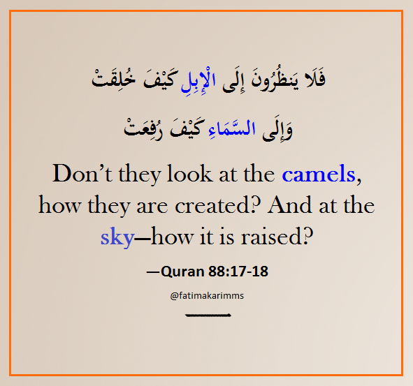 Don’t they look at the camels , how they are created flickr.png