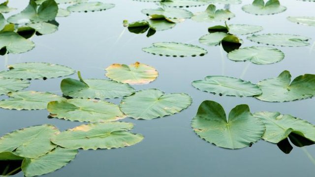 hojas en el lago.jpg