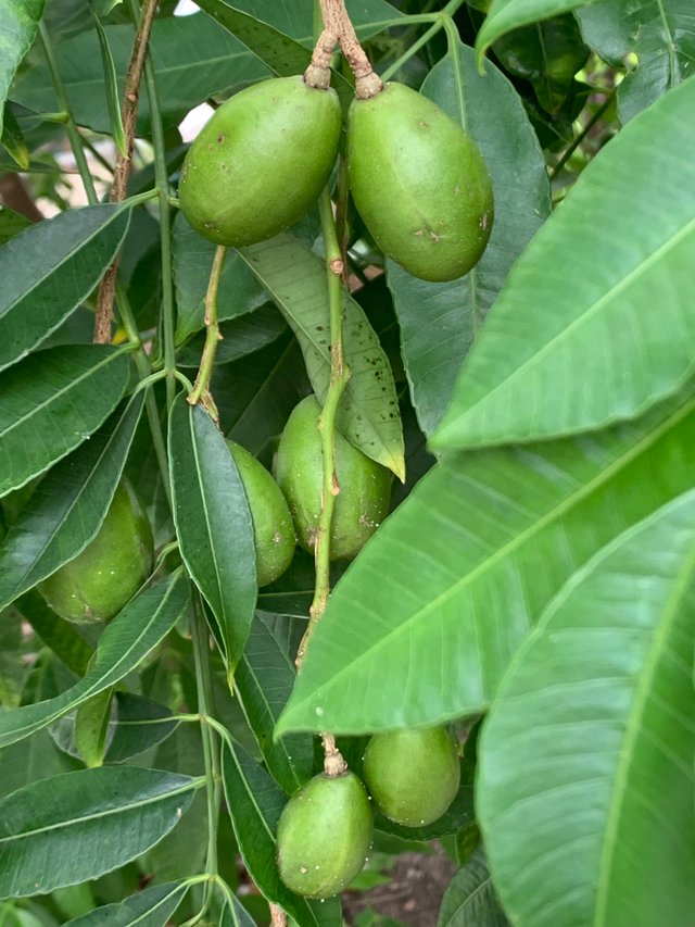 fruit20.jpg