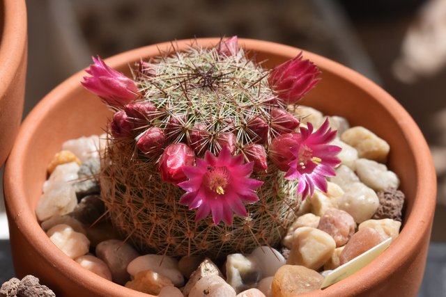 Mammillaria haageana flowers 4.jpg