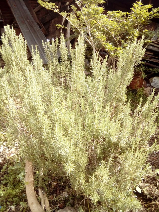 salvia rosmarinus.jpg