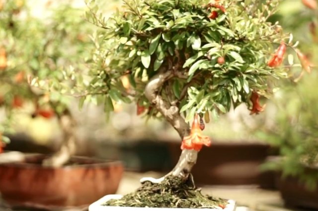 pomegrana-bonsai-3.jpg