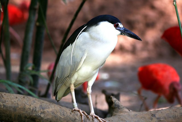 bird-1187567_1920.jpg