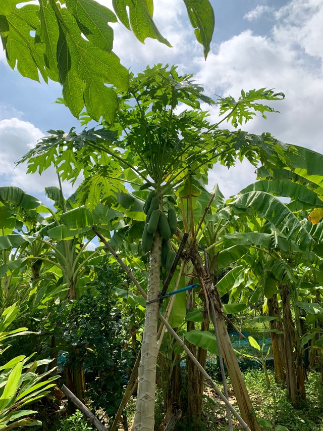 garden105.jpg