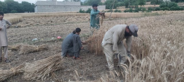 harvesting (10).jpg