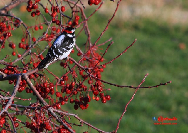 Downy Woodpecker IMG_0225.JPG