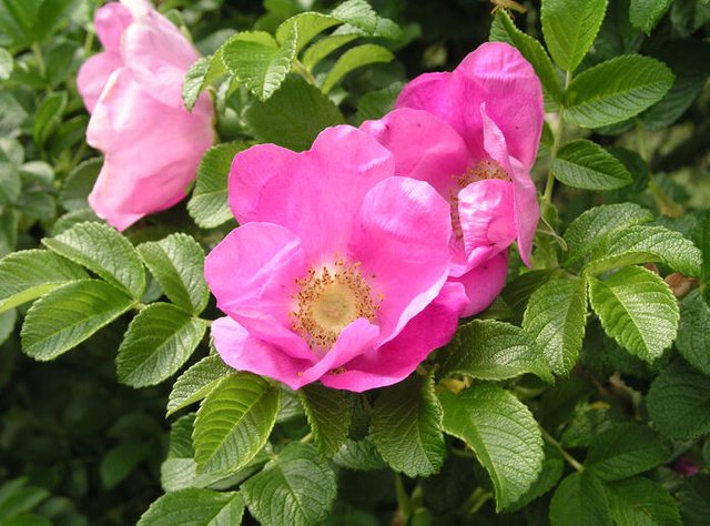 wildrose-kartoffelrose-rosa-rugosa-270106-blp-msg.jpg