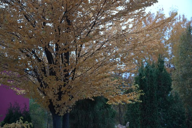 DSC06923.JPG