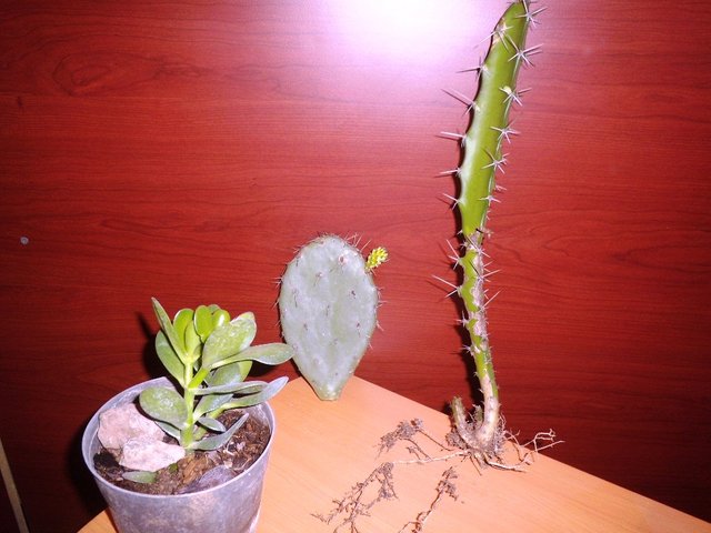 Cactus-01.jpg