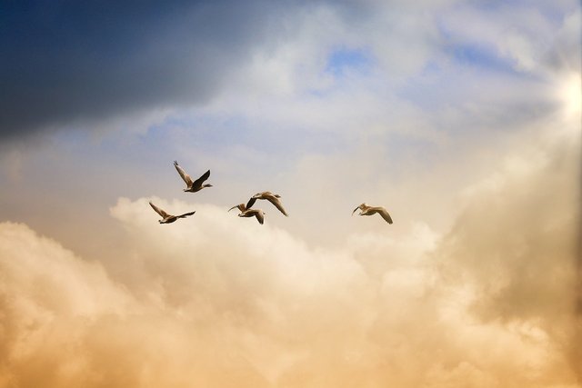 birds-5159711_1280.jpg