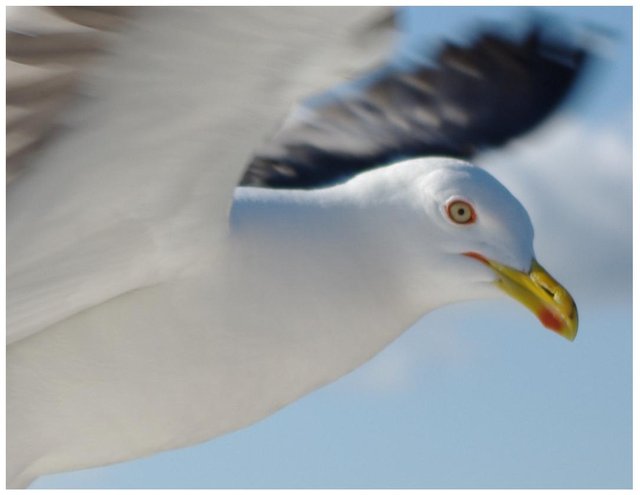 seagull_ii_close_up_by_zaneta333.jpg