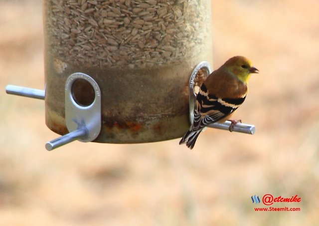 American Goldfinch IMG_0001.JPG