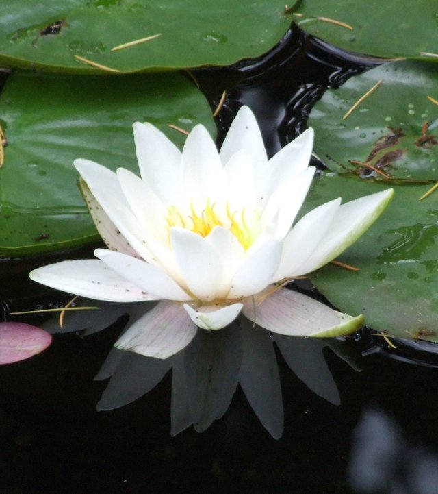 Waterlily