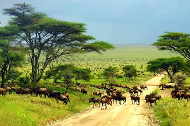 Best and Unique Things Not to Miss on Serengeti Tour.jpg