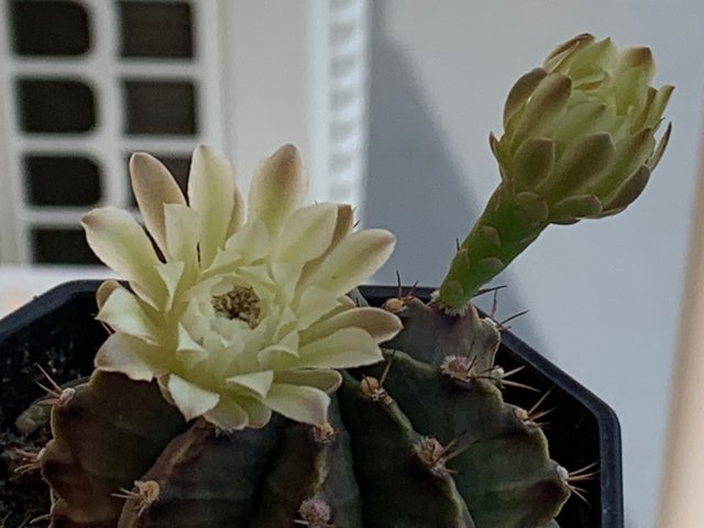 cacti22.jpg