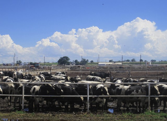 Cattle_Feedlot_near_Rocky_Ford,_CO_IMG_5651-2.jpg