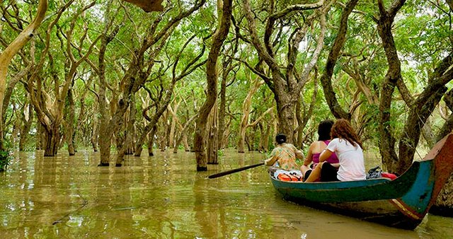 Kompong Phluk Mangroves 7 700x370.jpg