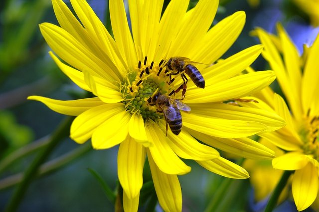 Pollen-Honey-Bees-Collect-Honey-Insect-Flower-2471751.jpg