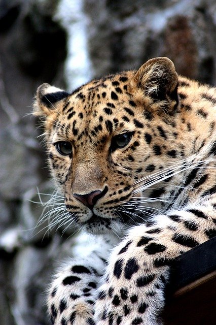 leopard-448901_640.jpg