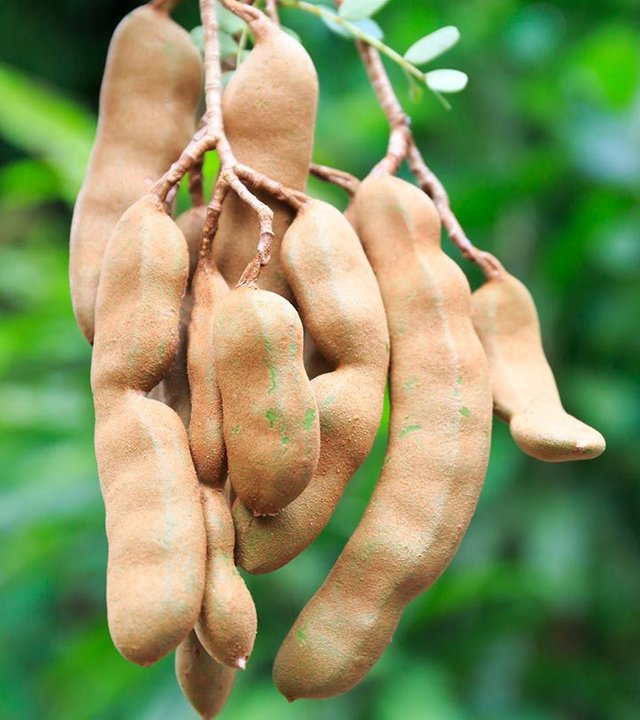 7 Health Benefits Of Tamarind + Possible Side Effects.jpg