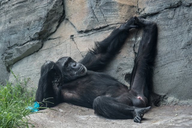 2018-06-29-HOUSTON_ZOO-7.jpg