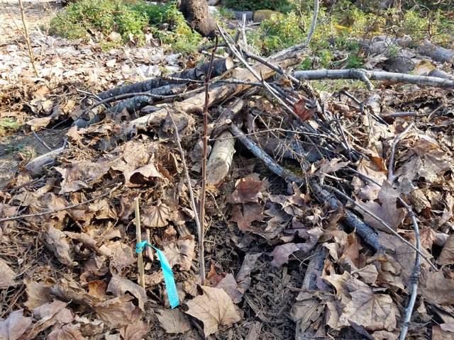 pawpaw-mulched-brush-pile.jpg