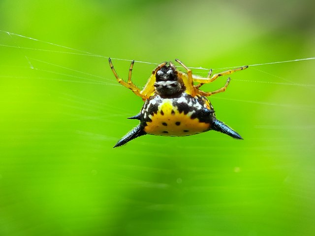 Horned Spider (1).jpg