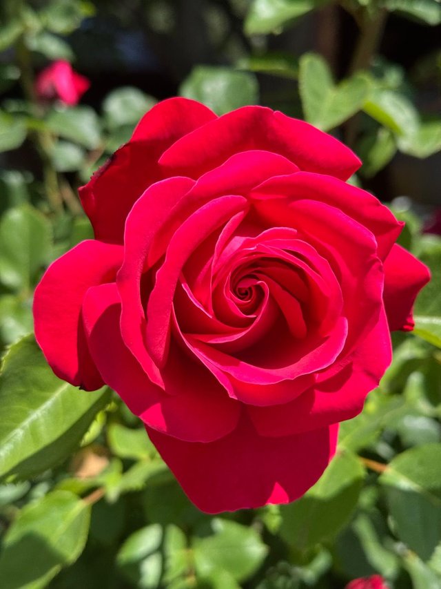 JDUD0962.JPG