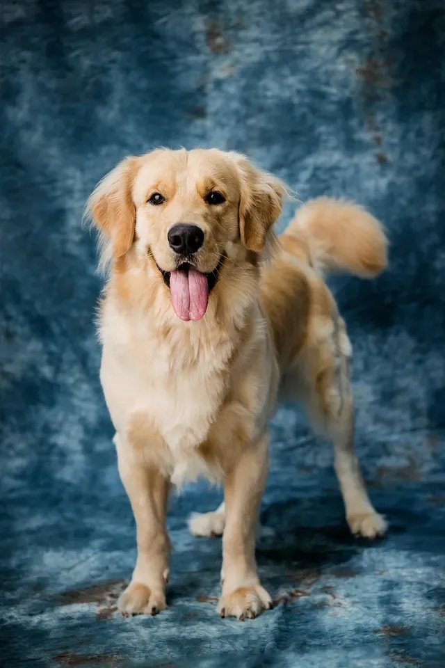 dog-8198719_1280.webp