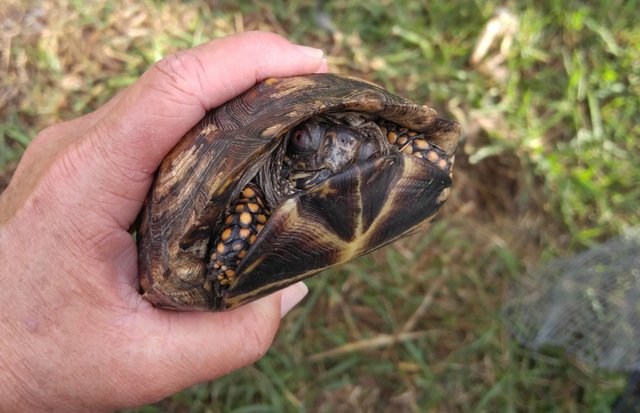 20160918_165015 - Eastern box turtle.jpg