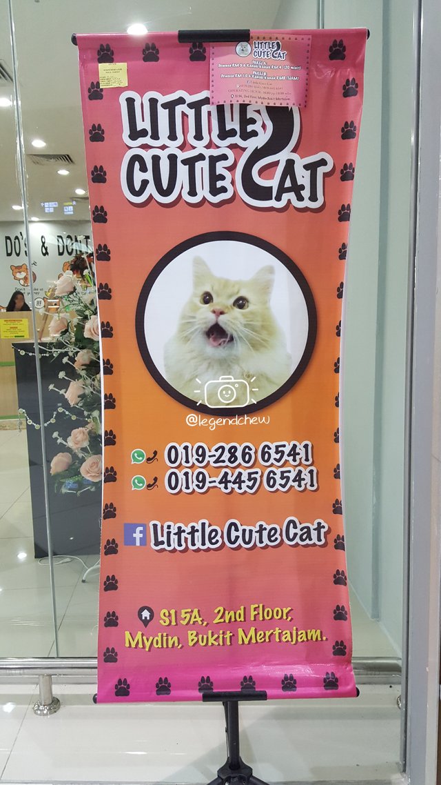 legendchew_little_cute_cat_shop (2).jpg
