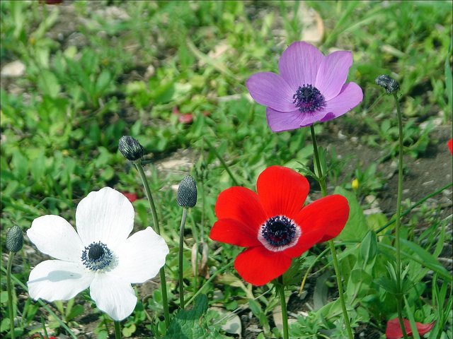 1200px-Anemones5.jpg