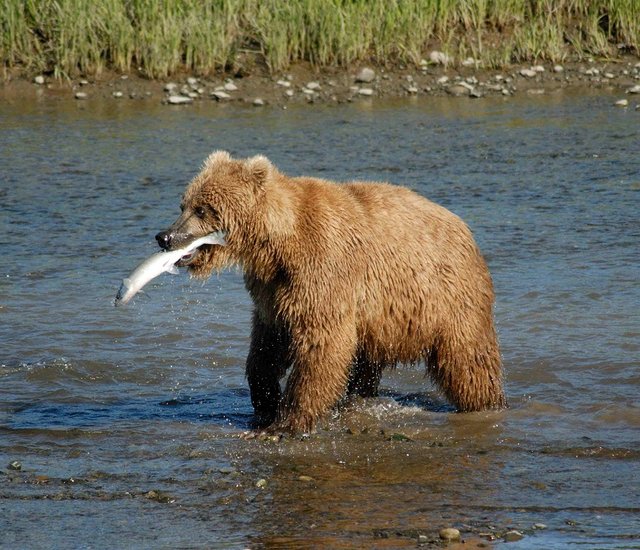 Bear_Alaska_(3).jpg