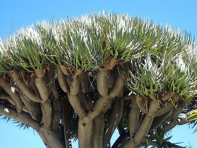 Dracena-Draco.jpg