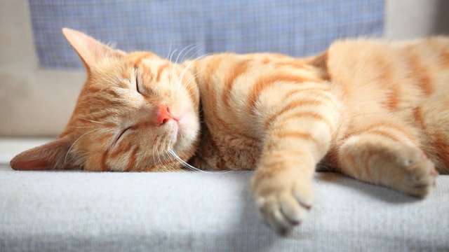 gato-dormido-848x477x80xX.jpg