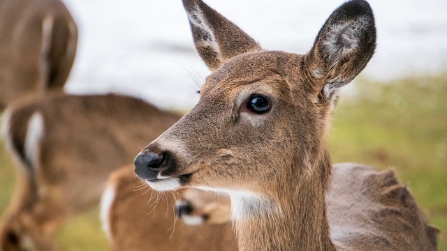 deer-4891140_1280.jpg