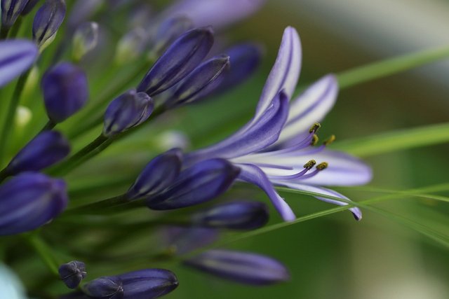 agapanthus-4293227_960_720.jpg