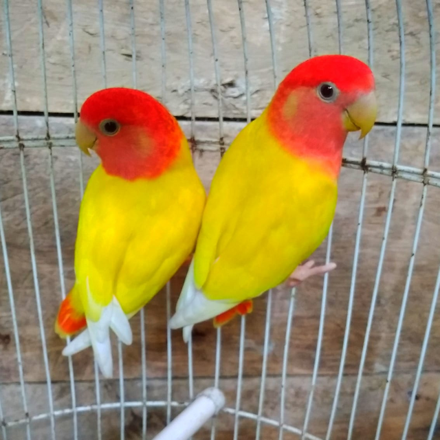 Burung Parkit Yang Cantik Steemit