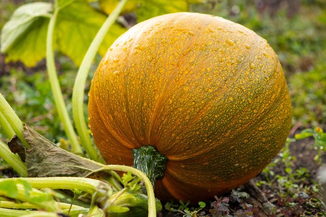 pumpkin-8278499_1280.jpg