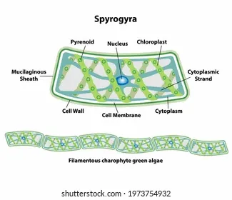 spirogyra-cell-anatomy-algae-labeling-260nw-1973754932.jpg