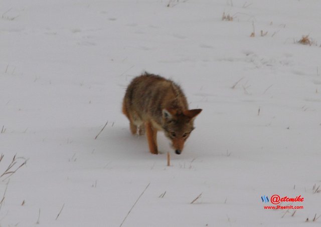 animal-photography wildlife coyote PFW11_0405.JPG