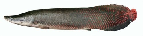 arapaima.jpeg