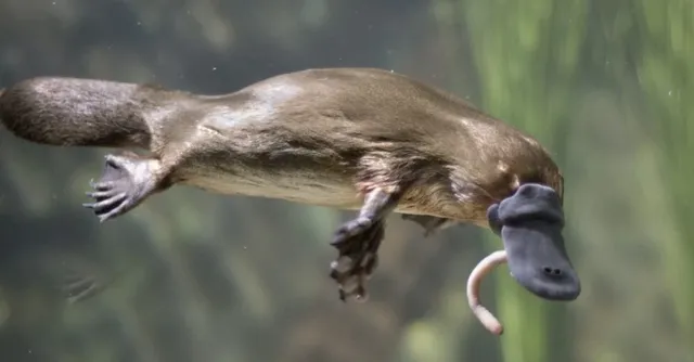 Weirdest-Animal_-Platypus-1024x535.png