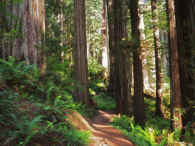 20160526-180945-redwoods-path-through-forest.jpg