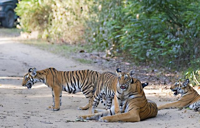 wild-tigress-cubs-jim-corbett-national-park-india-showing-beauty-animals-their-natural-habitat-tigress-cubs-151052170.jpg