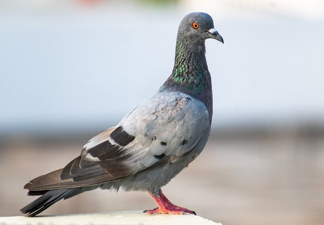 pigeon-6732592_1280.jpg