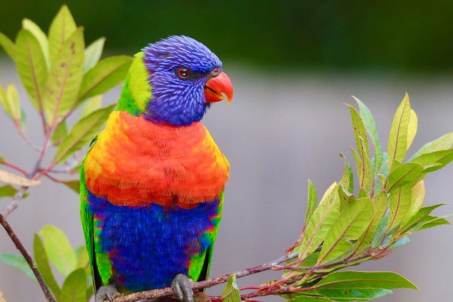 lorikeet-6549172_640.jpg