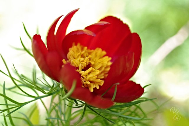 f fernleaf Peony.jpg